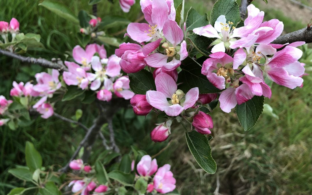 Unsere Obstbäume blühen