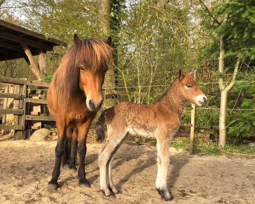 Fohlensaison 2022 beginnt: